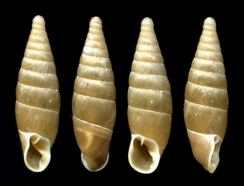 Siciliaria (Stigmatica) piceata (Rossmssler, 1836)  mm 16x4 Ostia